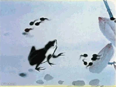 1513678221247860.gif