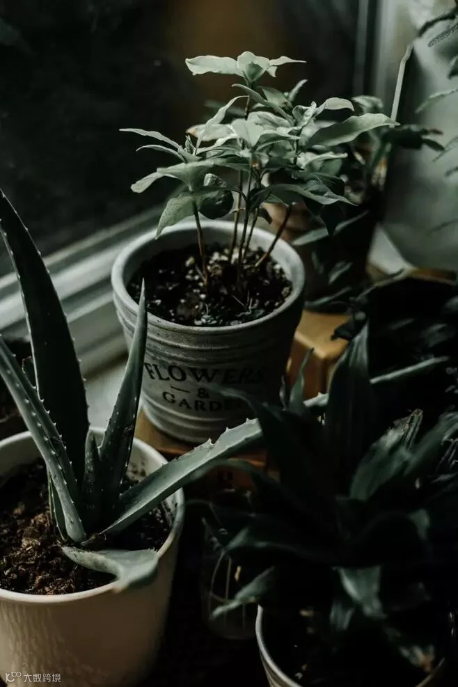 植物,盆栽,种植,泥土,室内,堆肥,aloe vera,肉质,窗台,装饰,芦荟,花园,可爱,树,布什,种植,房子,设计,内部,自然