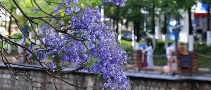 满城繁花承包昆明初夏的浪漫，速来赴约！