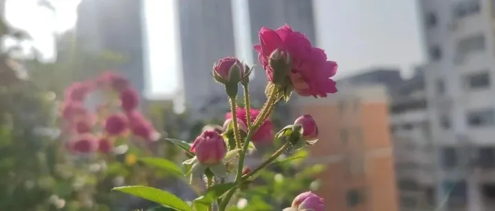【善的清晨】掉到坑裡了，怎麼辦呢？
