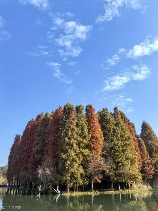 衫红映冬.png