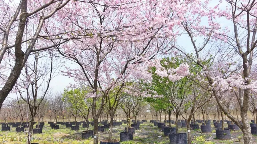 https://image.ipaiban.com/upload-ueditor-image-20200326-1585207961184017181.jpg