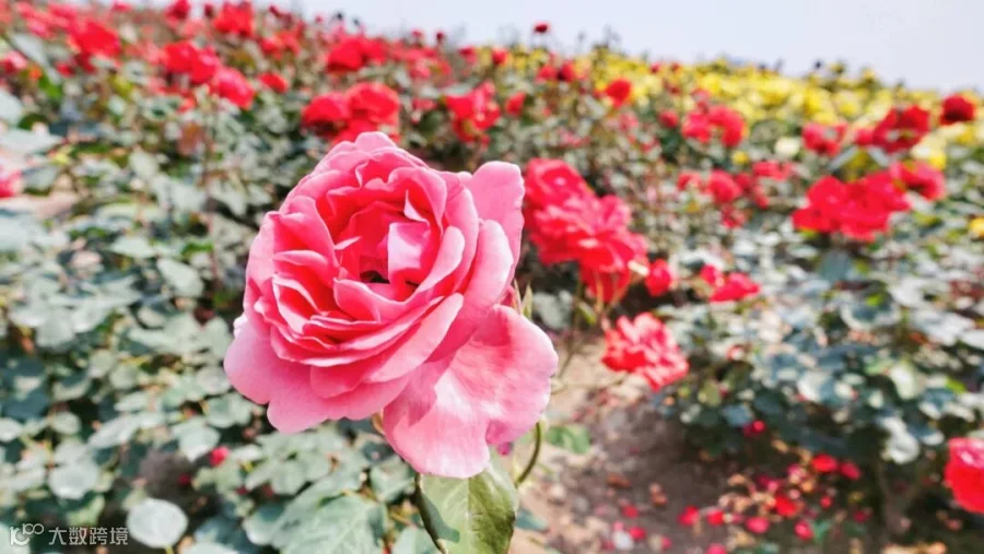 https://image.ipaiban.com/upload-ueditor-image-20190523-1558599595119096327.jpg