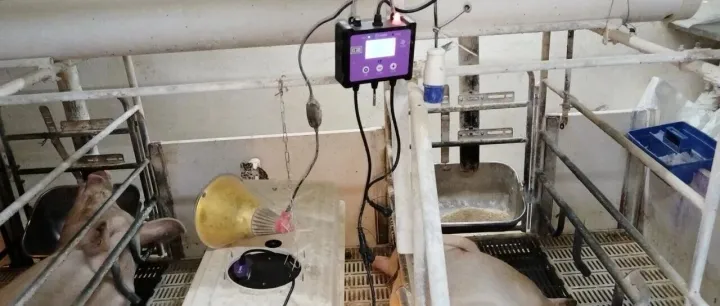 【降本在行动】降本增效你我同行 智能温控赋能养殖 ——随州公司保温灯控制改造金点子