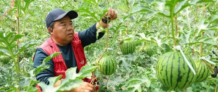 媒体报道 | 云台农场“小糖丸”西瓜登上央视