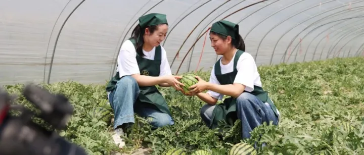 全线热卖 | 江苏农垦西瓜“甜蜜破圈”