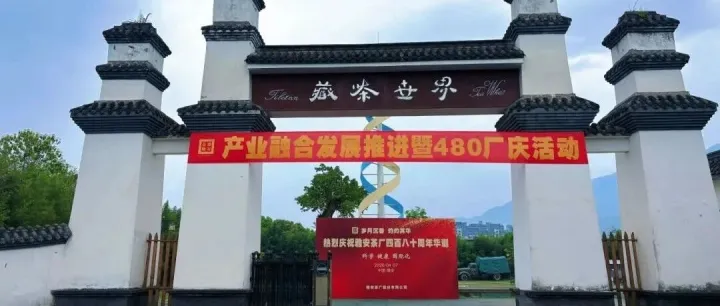 明天我们要这样喝藏茶！！！
