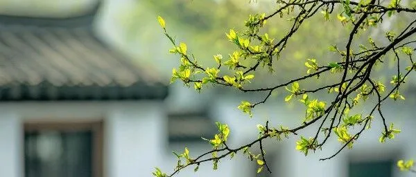 在东女国的春天里，遇见另一种光