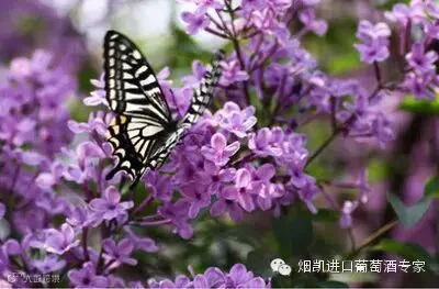 http://7xo6kd.com1.z0.glb.clouddn.com/upload-ueditor-image-20160401-1459475982603072752.jpg