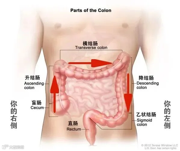 肠道按摩顺序.jpg