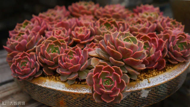 景天韵群生多肉之美-22
