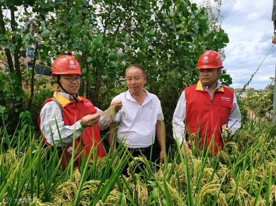 8月24日,湖南邵阳洞口供电公司黄桥供电所副所长蒲宏拾与安乐村村民周记秋一同查看抽水过后的稻谷子长势。(魏艳).jpg