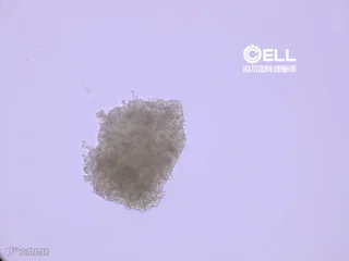 无标题视频——使用Clipchamp制作.gif
