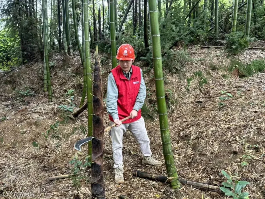 输检公司运检三班邓彦君，在220千伏红群线021至022区段进行砍青扫障.jpg