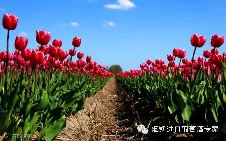 http://7xo6kd.com1.z0.glb.clouddn.com/upload-ueditor-image-20160401-1459476015274086492.jpg