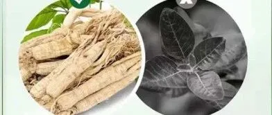 南非醉茄禁令暂停