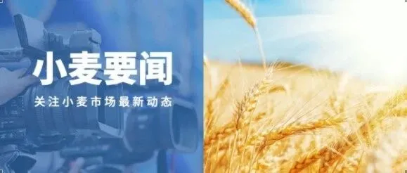 行情 | 5月19日阴雨扰动麦市 新陈行情走势分化