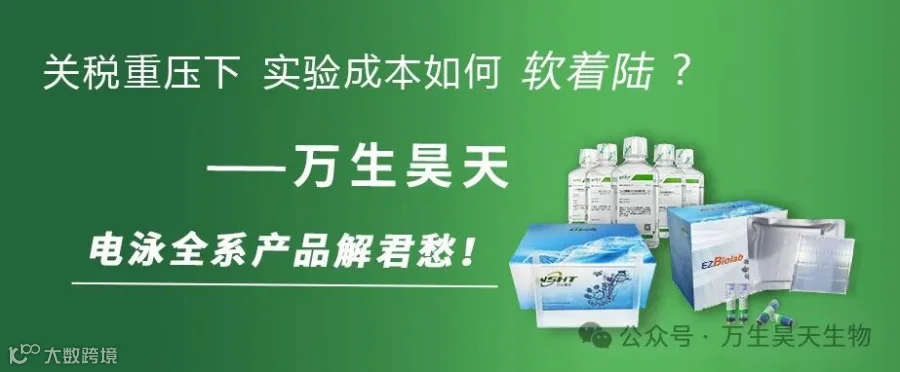 进口平替封面.jpg