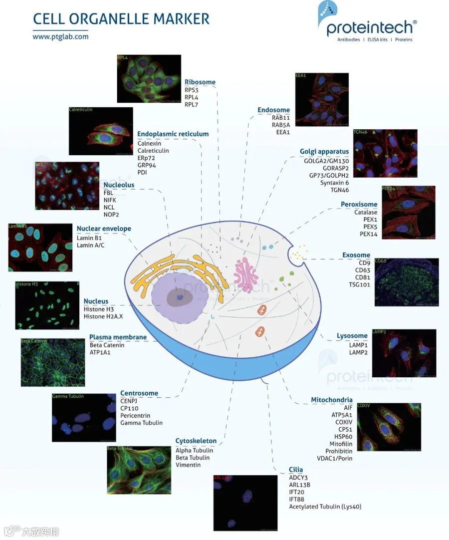 Cell-organelle-marker (2).jpg