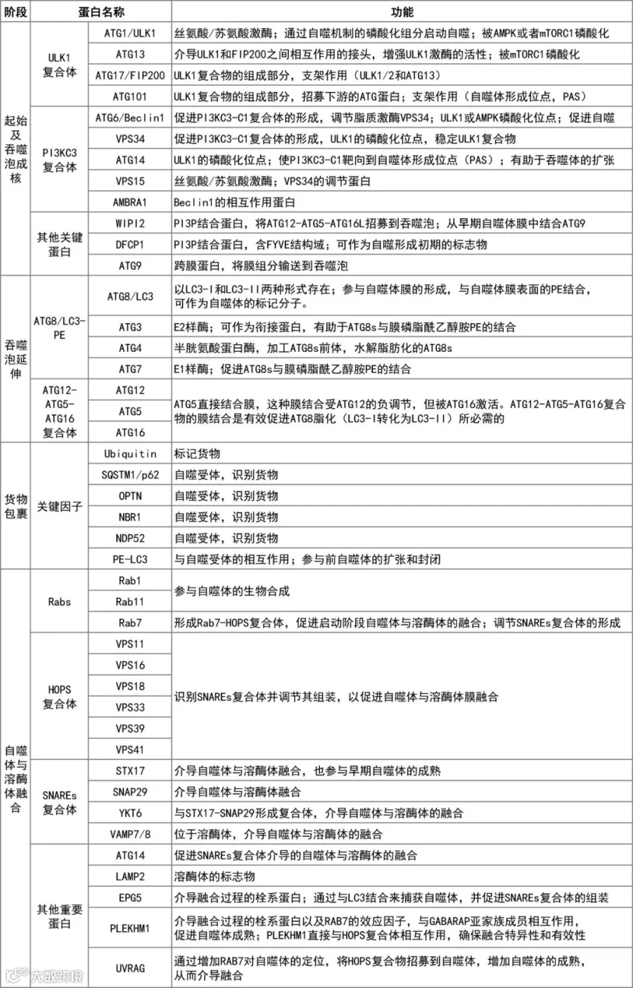 细胞自噬相关蛋白表.gif
