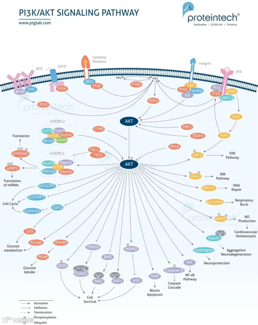 pi3k_akt-signaling-pathway_01.jpg