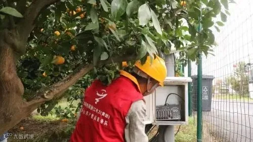智慧农业助力柑橘大丰收