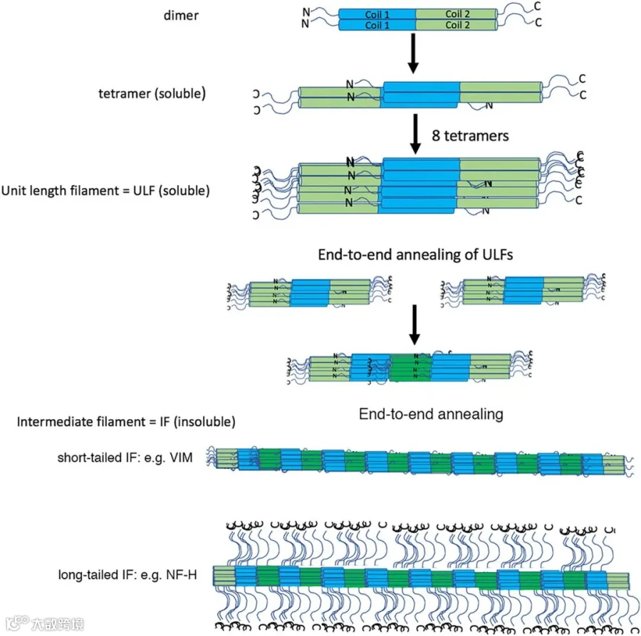 cm21597-fig-0001-m.jpg