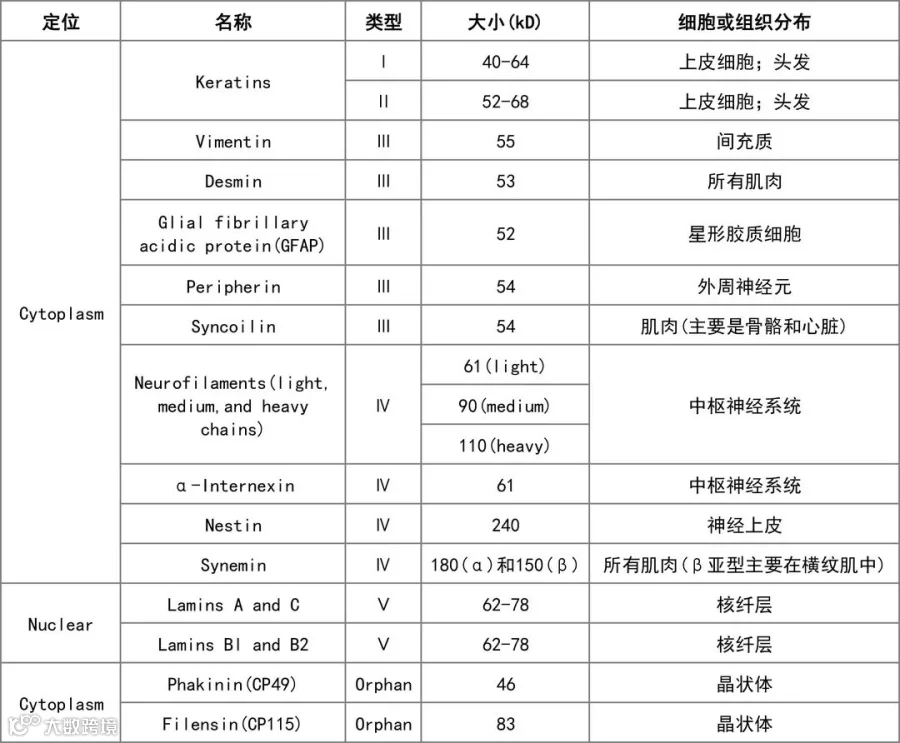中间丝蛋白.jpg