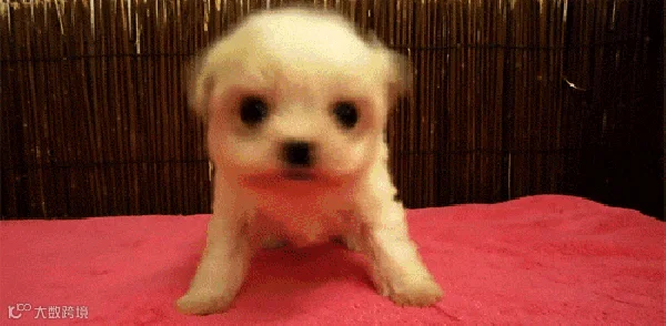 1436247555940484.gif