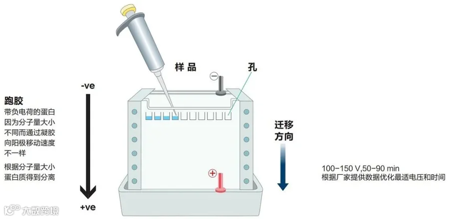 电泳.jpg