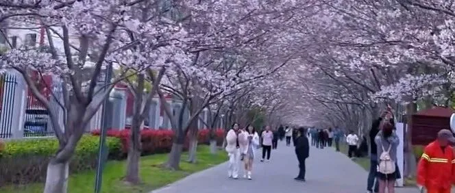 比起顾村公园，上海又一“顶流”樱花公园走红，绵延2公里，是上海最长沿河樱花，免费