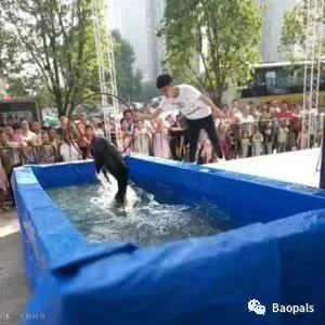 Live Sea Lion Performance