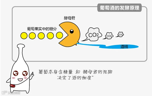 葡萄酒发酵2.png
