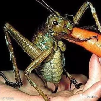 large grasshopper