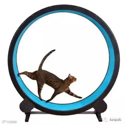 cat exercise wheel1