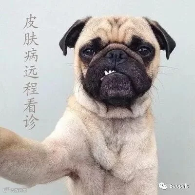 Dog & Cat Skin Disease Consultation