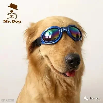 dog sunglasses