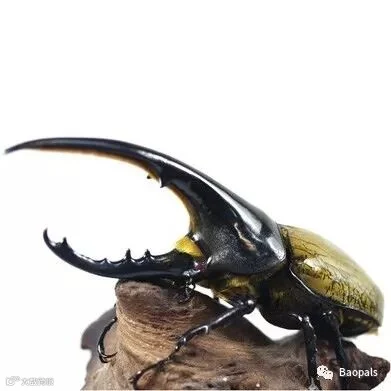 Large Unicorn Beetle