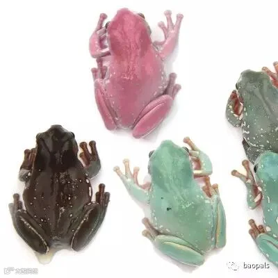 live tree frogs
