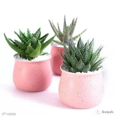 desktop succulent potted plant