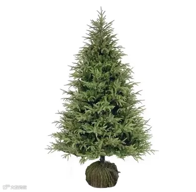 Real Christmas Tree
