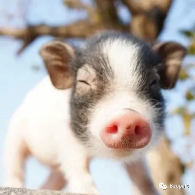 mini pig