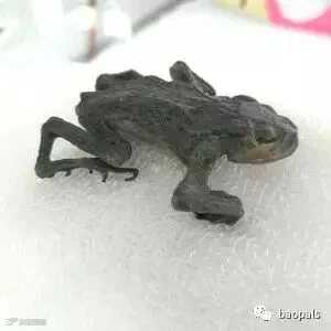 mummified frog