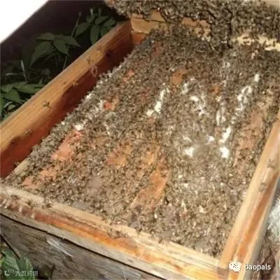 bees