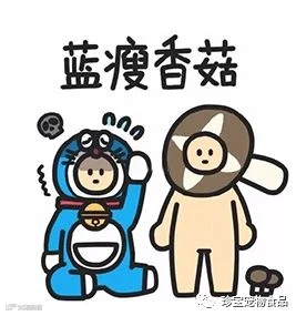 还在纠结要不要给喵咪绝育?先听听美女兽医怎么说……