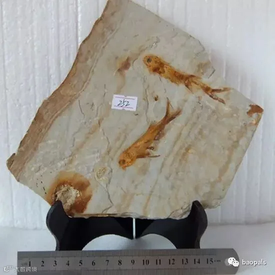 limestone fish fossil