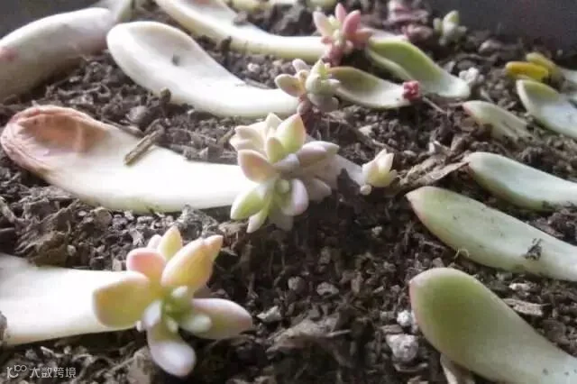 succulent-leaf-baby-plants-how-to-propagate-succulents-from-leaves-and-cuttings-needlesandleaves_net (1).jpg
