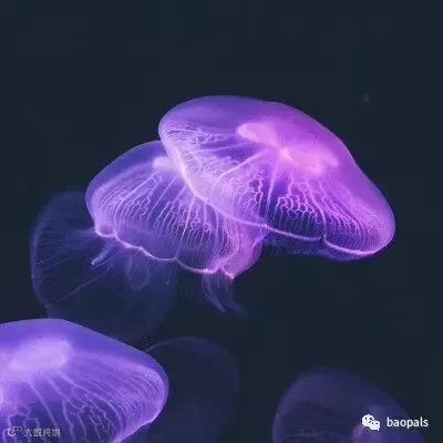 live jellyfish