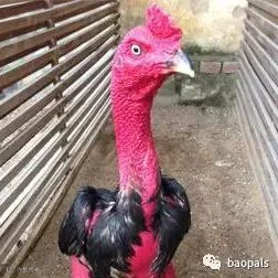 rooster fighter