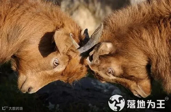 竞争.jpg